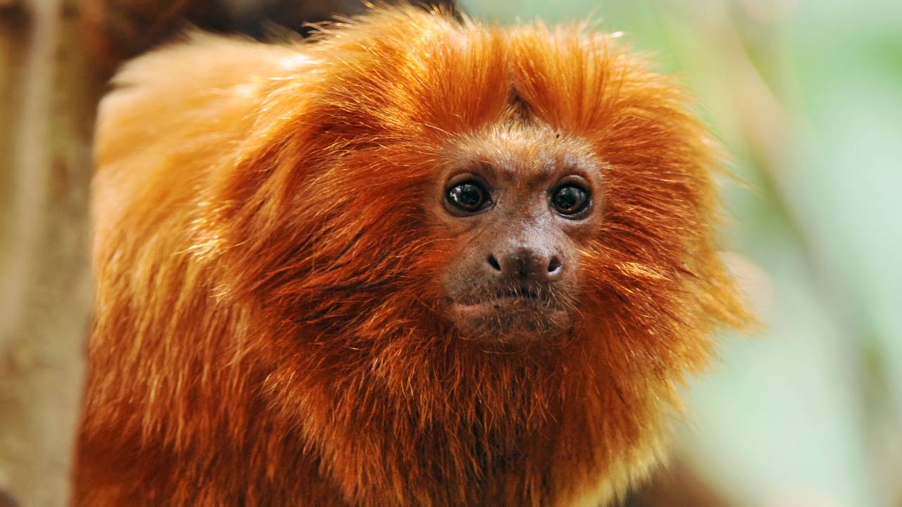 Coronavirus is hampering critical work to protect threatened species and habitats worldwide Coronavirus is hampering critical work to protect threatened species and habitats worldwide