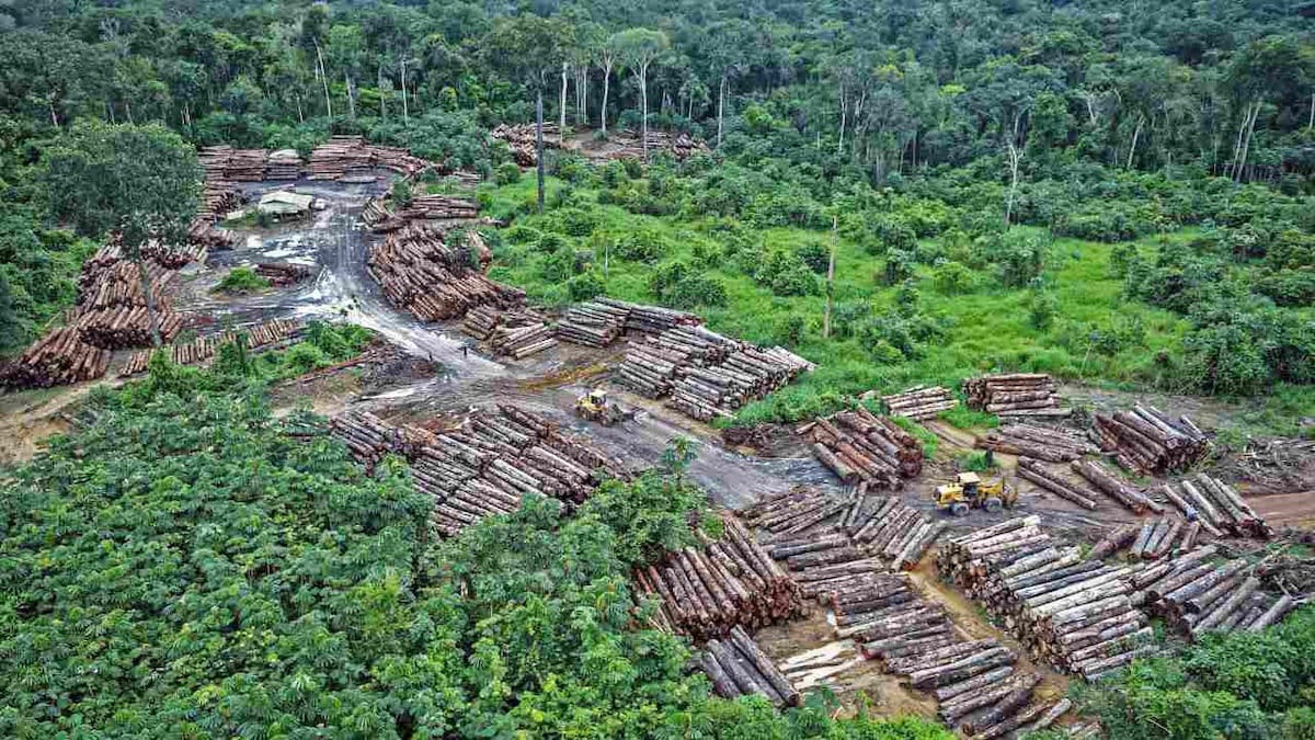 Bolsonaro's policies lead to 12 year high of deforestation rates in the Amazon rainforest