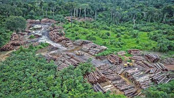 Bolsonaro's policies lead to 12 year high of deforestation rates in the Amazon rainforest