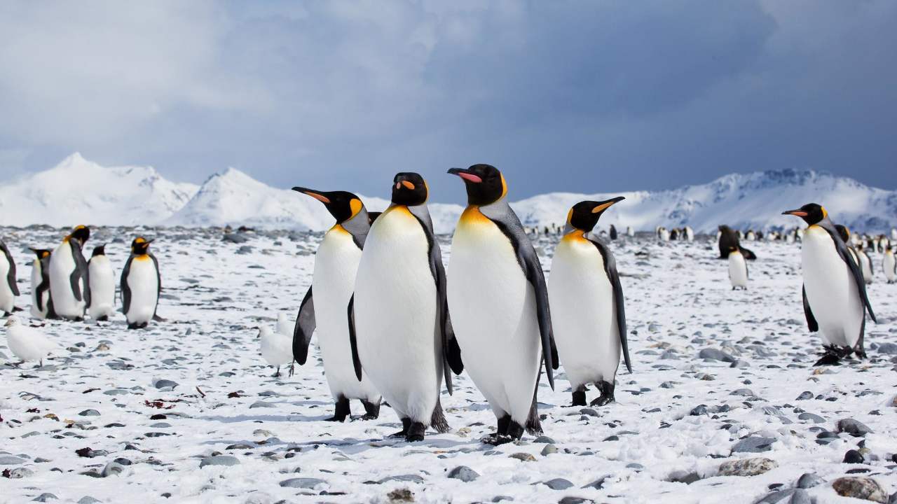 Happy feet: Antarctic penguins see a rise in population during years with less sea ice Happy feet: Antarctic penguins see a rise in population during years with less sea ice