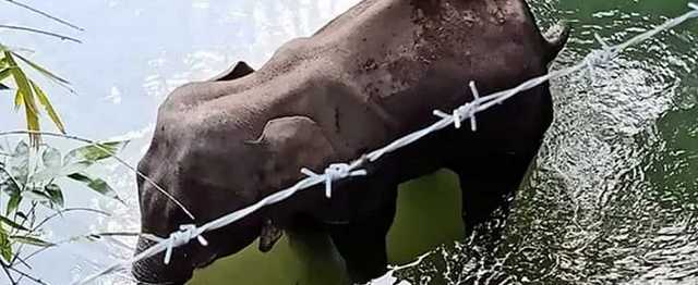 The pregnant elephant that died in Kerala. Image Courtesy: Facebook/mohan.krishnan1426