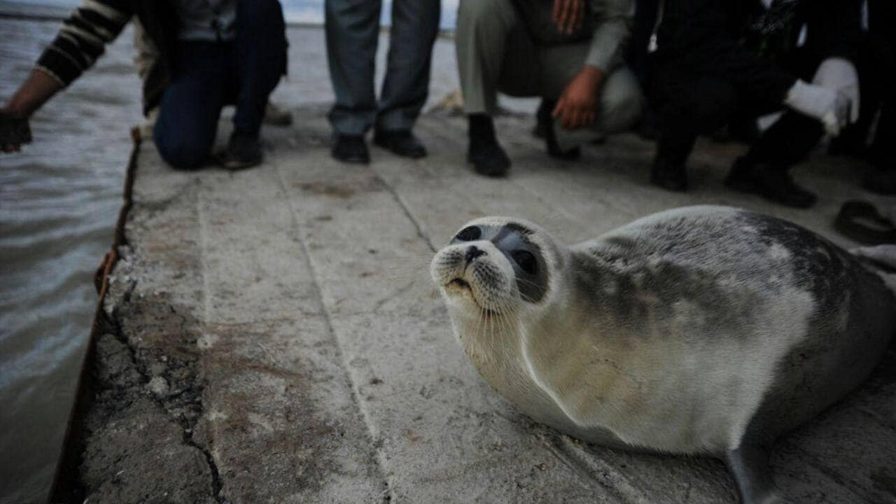 Mysterious mass die-off of endangered Caspian seals in Moscow shores under investigation