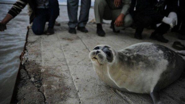 Mysterious mass die-off of endangered Caspian seals in Moscow shores under investigation