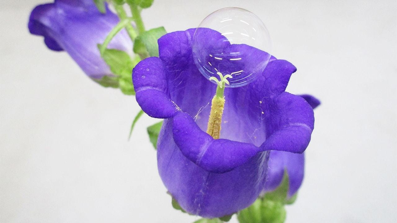 A majestic bubble approaches a Campanula flower to pollinate it in a lab test. Image: Eijiro Miyako/Science