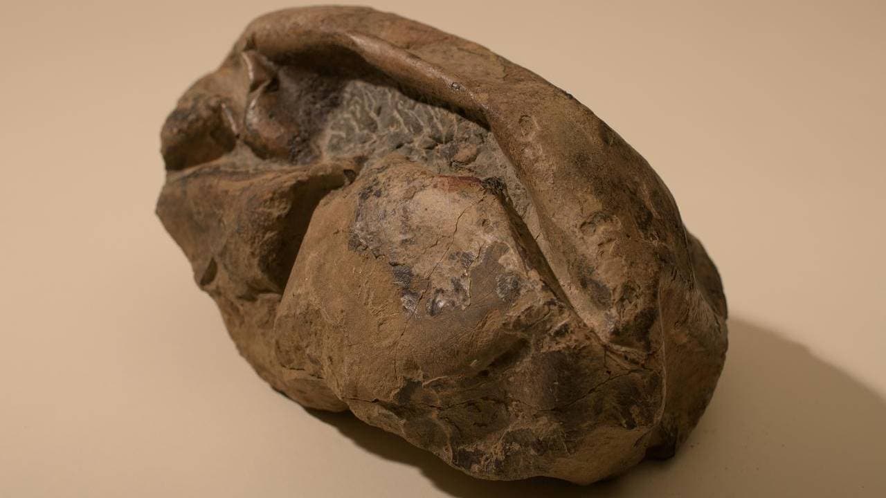 A soft-shell fossil egg of a marine reptile found in Antarctica. Image: University of Chile