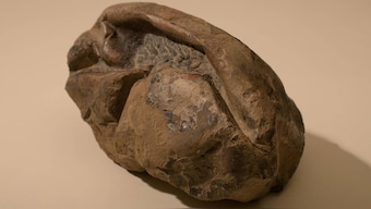 The Thing: Second-largest fossil egg ever found, from Antartica has scientists bewildered
