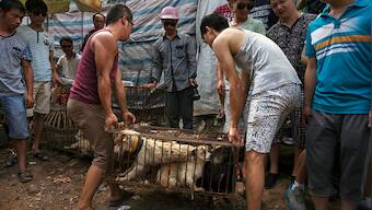 In the battle to ban consumption of dog meat, activists in China find an unlikely ally: The coronavirus