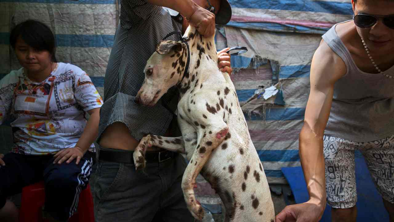 A dog is removed from a cage at the Dashichang Market in Yulin, China, on June 21, 2015. A fast-growing network of activists sees the coronavirus pandemic as an opportunity to push legislation that bans the consumption of dog and cat meats. [Amy Qin/Adam Dean] © 2020 The New York Times