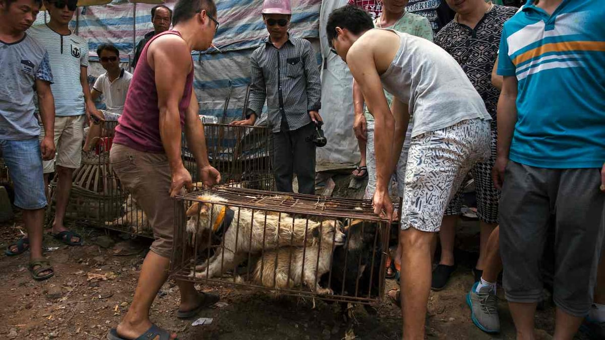 Coronavirus now an ally to Chinese activists in their fight to ban dog meat