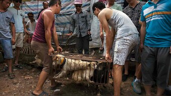 Coronavirus now an ally to Chinese activists in their fight to ban dog meat