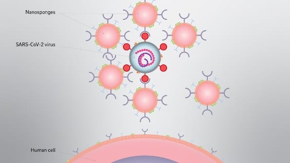 COVID-19 treatment: Study suggests cellular nanosponges could restrict SARS-CoV-2 virus multiplication; animal trials underway
