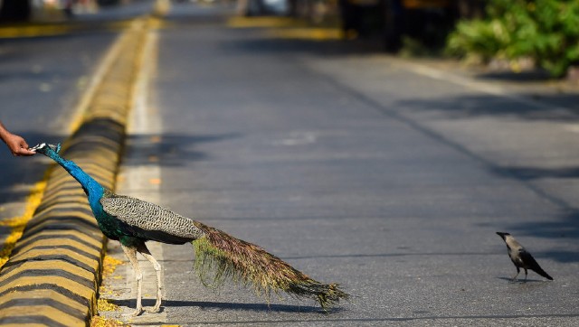 Watch | Majestic peacock flies across balconies in Delhi, amazes internet Watch | Majestic peacock flies across balconies in Delhi, amazes internet