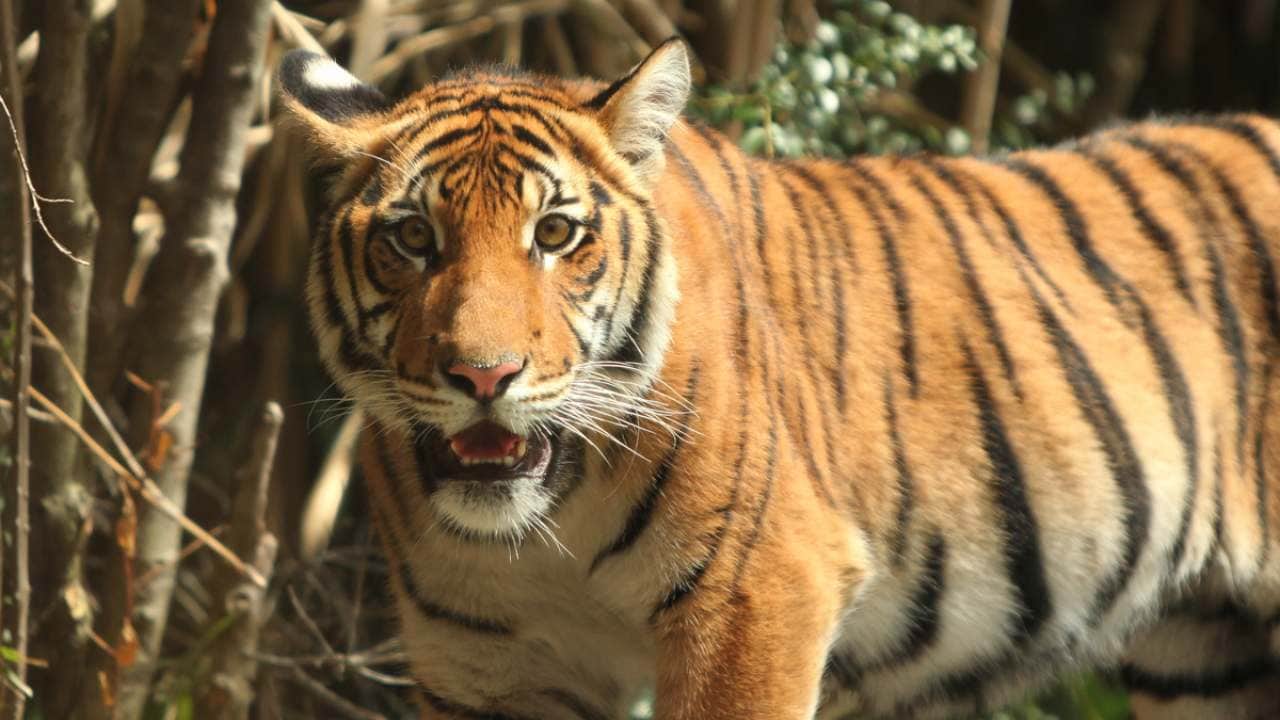 A tiger (Panthera tigris) in Malaysia by Rhett A. Butler