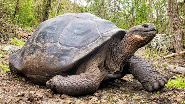 Giant tortoises who helped save their species from the brink of extinction, released on Galapagos Islands