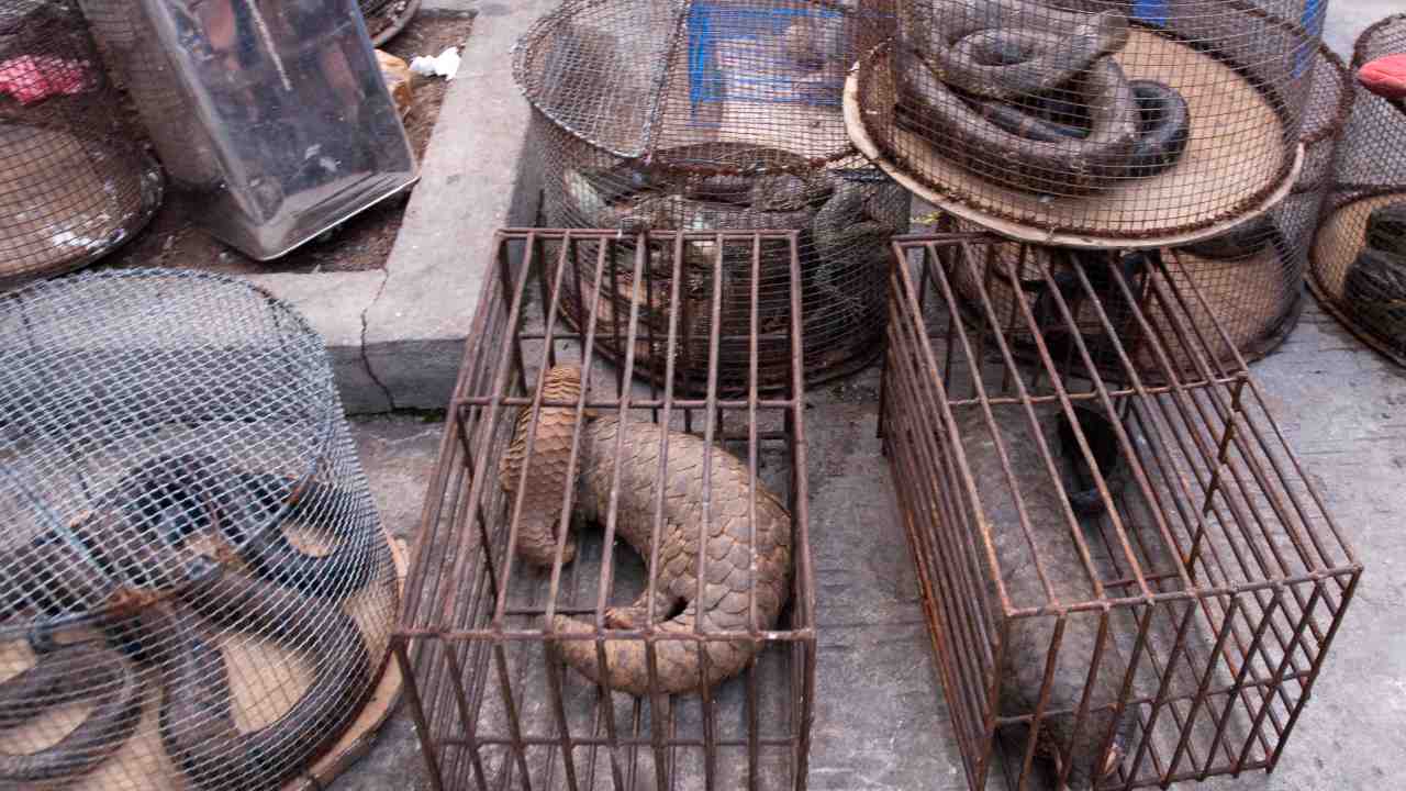 Myanmar's illicit endangered wildlife market. Image: Wikimedia Commons