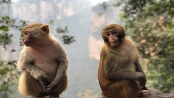 Gilead's Remdesivir prevented lung disease in macaque monkeys infected with coronavirus: Study