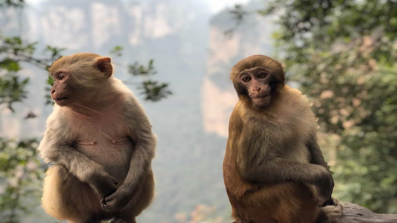 Gilead's Remdesivir prevented lung disease in macaque monkeys infected with coronavirus: Study Gilead's Remdesivir prevented lung disease in macaque monkeys infected with coronavirus: Study