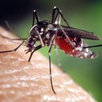 World Malaria Day 2022 - History, theme and significance