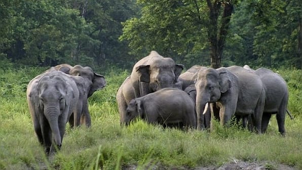 Pregnant elephant's death in Kerala symptomatic of wider malaise of escalating man-animal conflict in India