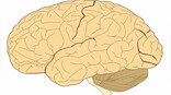 Gut microbes are connected to brain diseases; probiotic foods, high fibre, low sugar diet key in keeping your stomach healthy