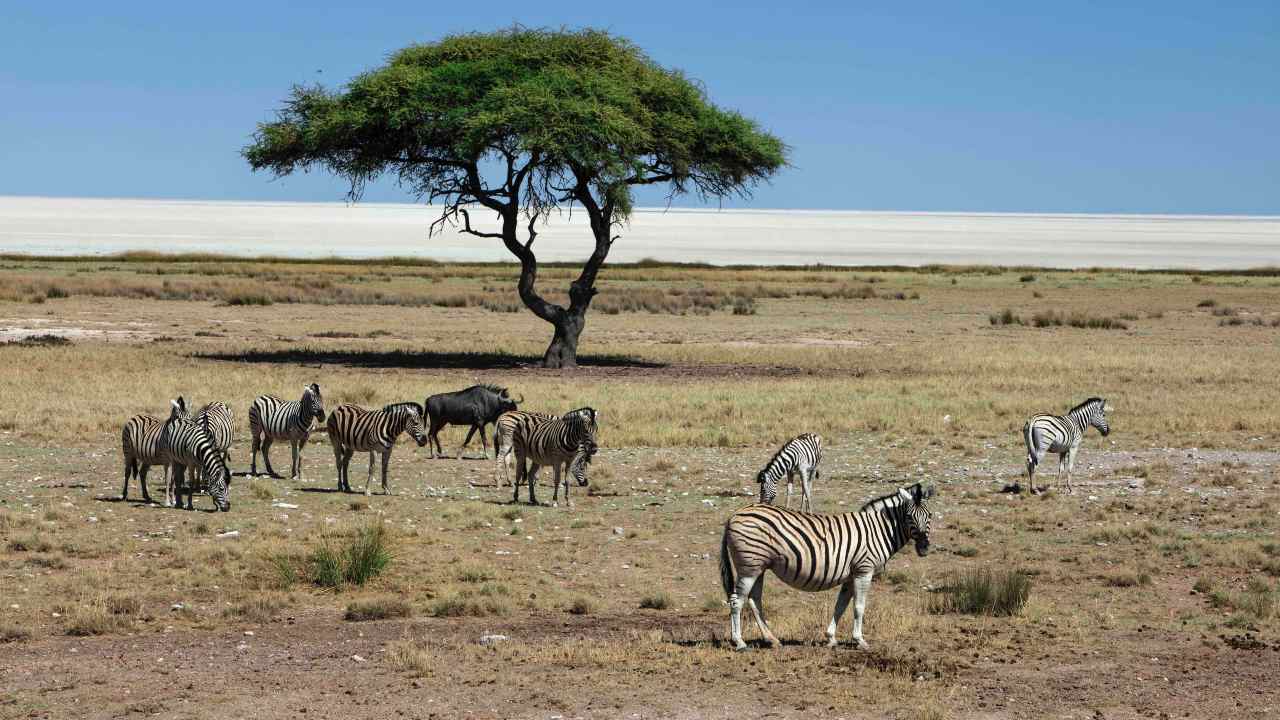 A glmpse of wildlife in the savannas of Etosha National Park, Namibia. Unsplash