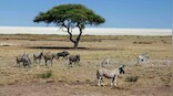 Pandemics are prompted by destruction of nature, says new WWF report after UN, WHO