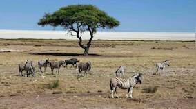 Pandemics are prompted by destruction of nature, says new WWF report after UN, WHO