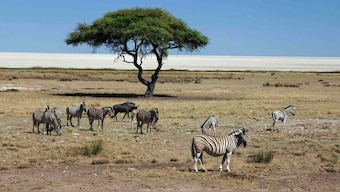 Pandemics are prompted by destruction of nature, says new WWF report after UN, WHO