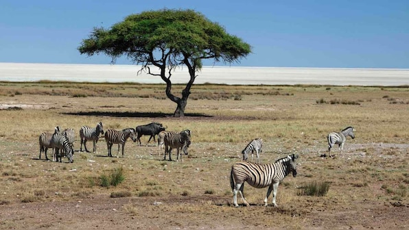 Pandemics are prompted by destruction of nature, says new WWF report after UN, WHO