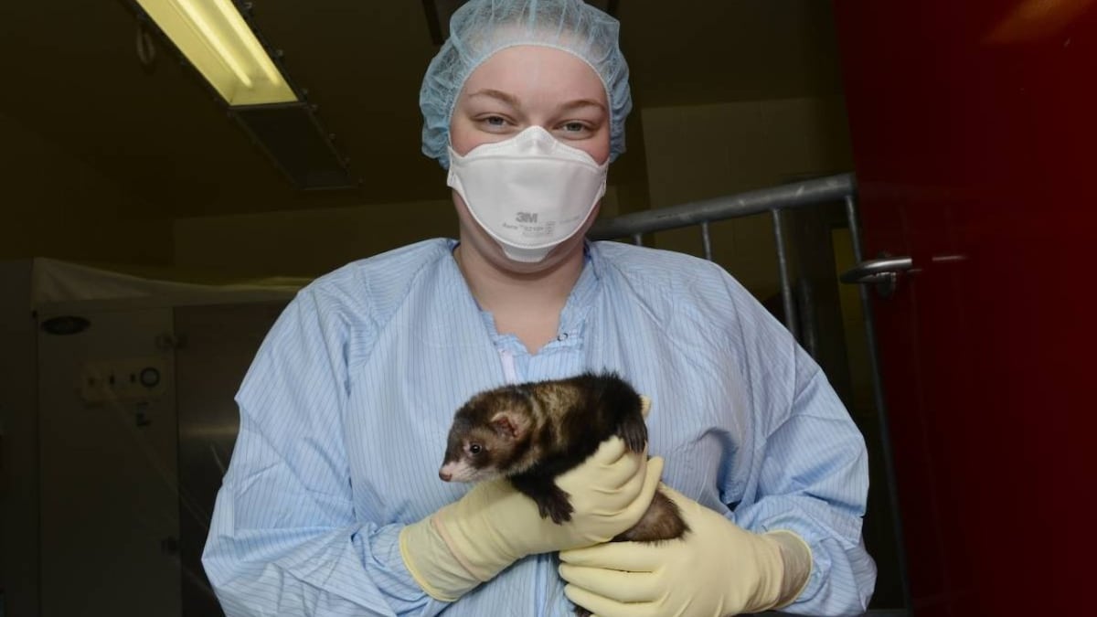 Animal testing: Scientists test several candidates on ferrets, monkeys in hopes of making a safe COVID-19 vaccine