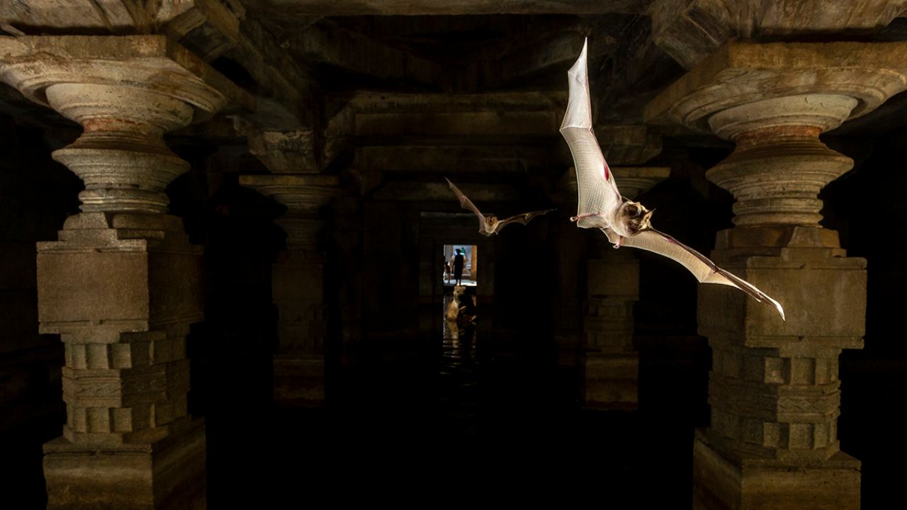 World Environment Day 2020: Bats are not the enemy in the fight against the novel Coronavirus World Environment Day 2020: Bats are not the enemy in the fight against the novel Coronavirus