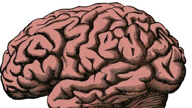 From blueberries to dark chocolate, here are some foods to boost brain function