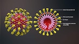 Bacteria-eating viruses Bacteriophages might help form antibodies, reduce mortality rate due to COVID-19 infection