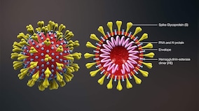 Bacteria-eating viruses Bacteriophages might help form antibodies, reduce mortality rate due to COVID-19 infection
