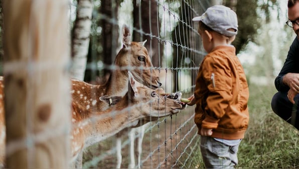 World Environment Day 2020: To prevent future pandemics, it is important to bridge the human—animal health divide