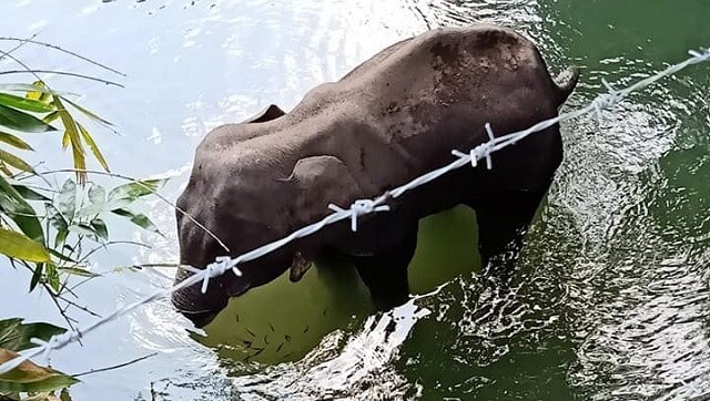 Pregnant elephant dies standing inside river after being fed pineapple filled with firecrackers in Kerala’s Malappuram