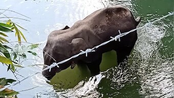 'Not Indian culture': Prakash Javadekar assures stern action against those behind death of pregnant elephant in Kerala