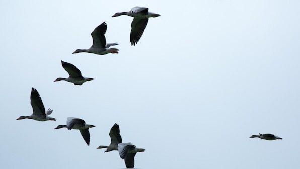 Global warming is forcing animals to relocate to colder regions in the Earth’s poles, says study