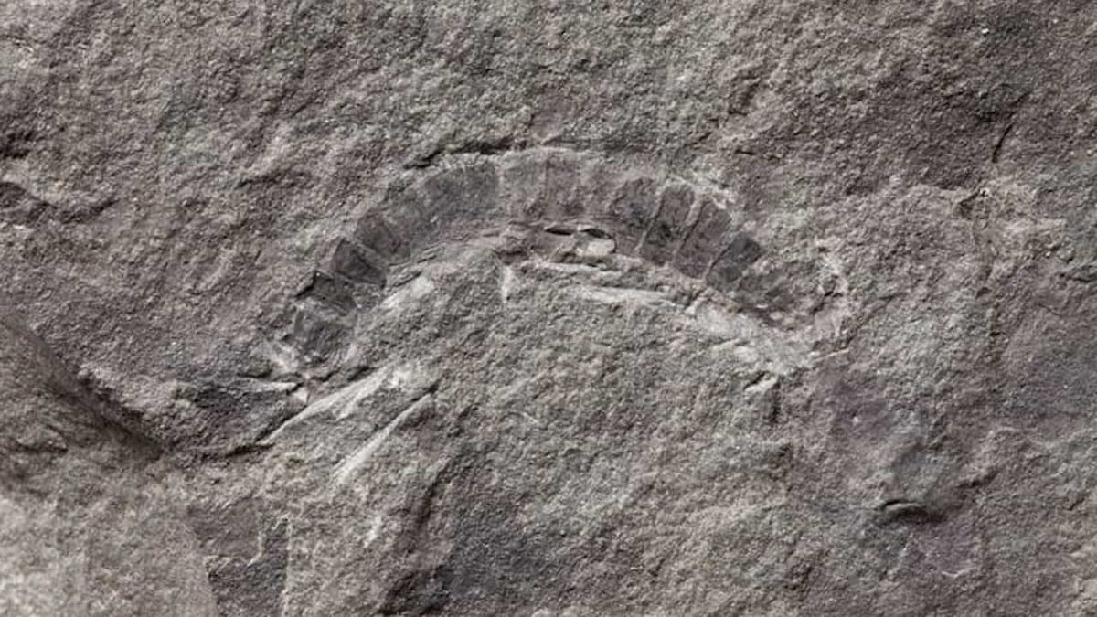 A 425 million years old millipede fossil is the oldest known specimen of bugs on Earth