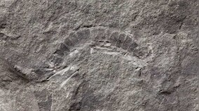 A 425 million years old millipede fossil is the oldest known specimen of bugs on Earth