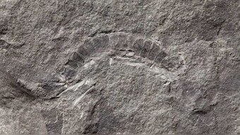 A 425 million years old millipede fossil is the oldest known specimen of bugs on Earth