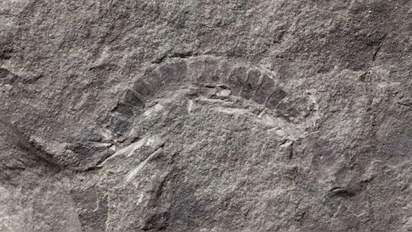 A 425 million years old millipede fossil is the oldest known specimen of bugs on Earth