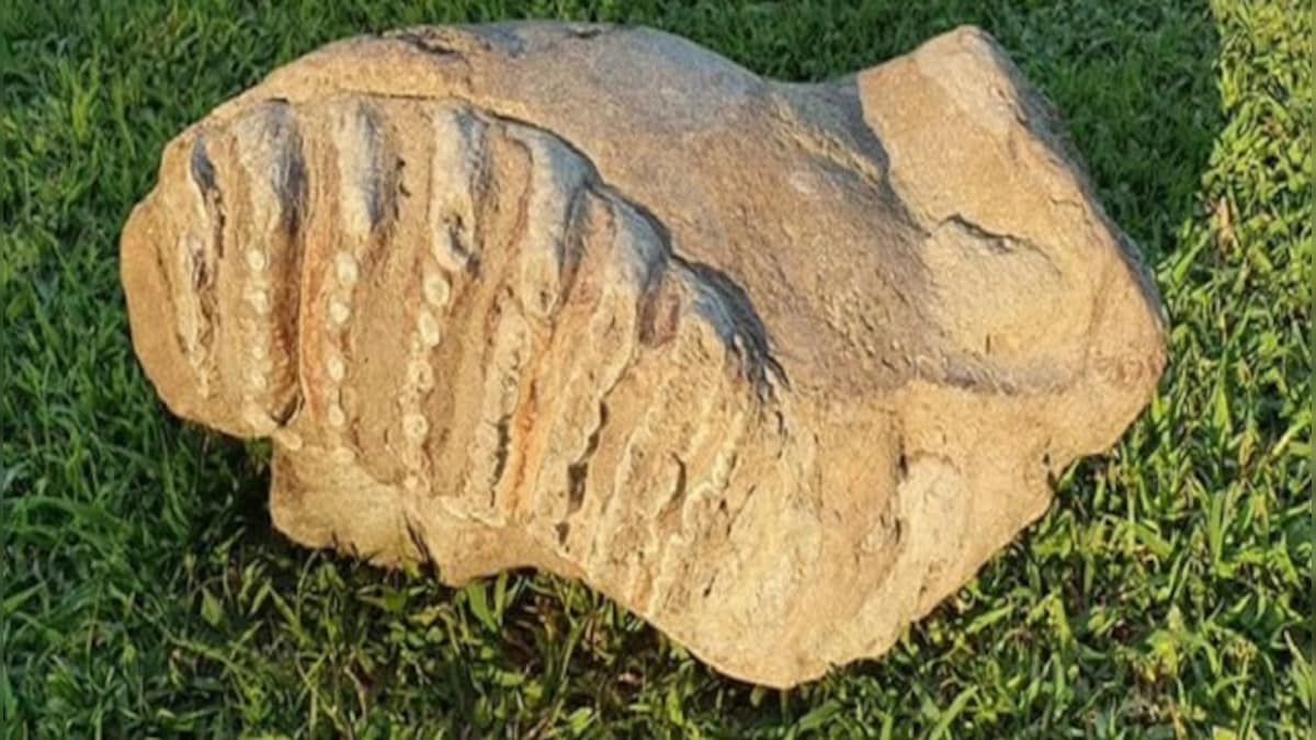 Elephant fossil between 5 to 8 million years old found in Uttar Pradesh’s Saharanpur, says division's chief forest conservator