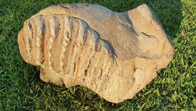 Elephant fossil between 5 to 8 million years old found in Uttar Pradesh’s Saharanpur, says division's chief forest conservator Elephant fossil between 5 to 8 million years old found in Uttar Pradesh’s Saharanpur, says division's chief forest conservator