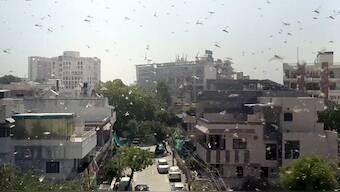 Desert locust swarms invade India: They are millimetres in size but millions in numbers