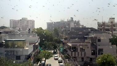 Desert locust swarms invade India: They are millimetres in size but millions in numbers