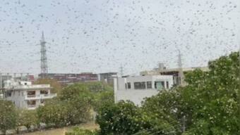Watch: 'Huge swarm' of locusts invade Gurugram; CEO advises farmers to take precautions to prevent damage to crops