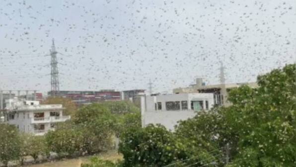 Watch: 'Huge swarm' of locusts invade Gurugram; CEO advises farmers to take precautions to prevent damage to crops