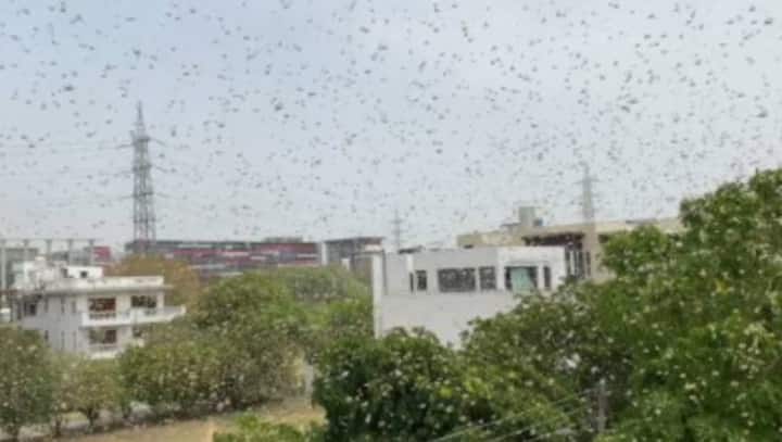 Watch: 'Huge swarm' of locusts invade Gurugram; CEO advises farmers to take precautions to prevent damage to crops