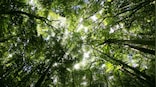 Treebuddy looks to fix reforestation flaws, enable planting of millions of 'trackable' trees every year